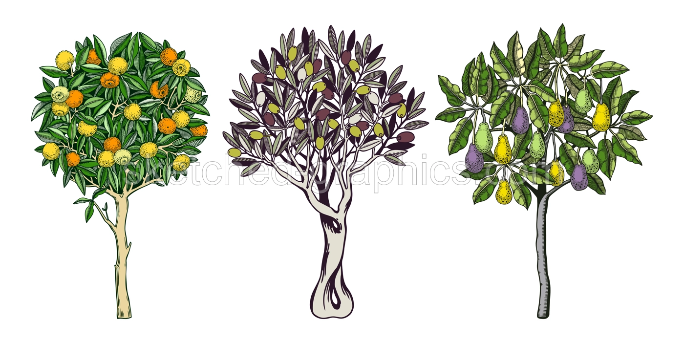 Sketched trees set with decorative fruit, leaves and branches in engraving style. Hand-drawn yuzu, avocado and olive illustrations collection. Botanical drawings in color Illustration